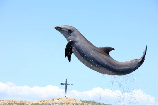 Los Cabos Dolphin Swim & Camel Experience