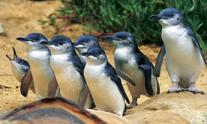 Phillip Island - Penguins, Koalas and Wildlife