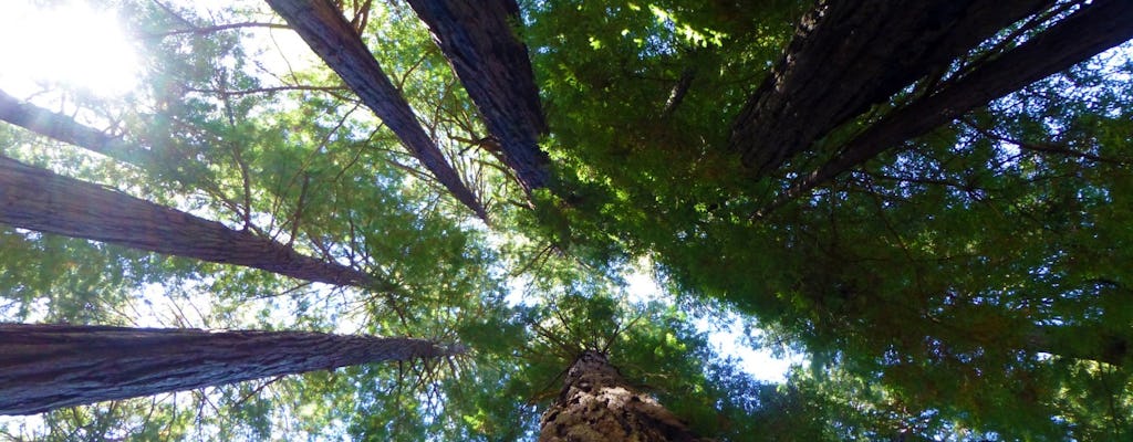 Muir Woods und halbtägige Weinlandtour ab San Francisco