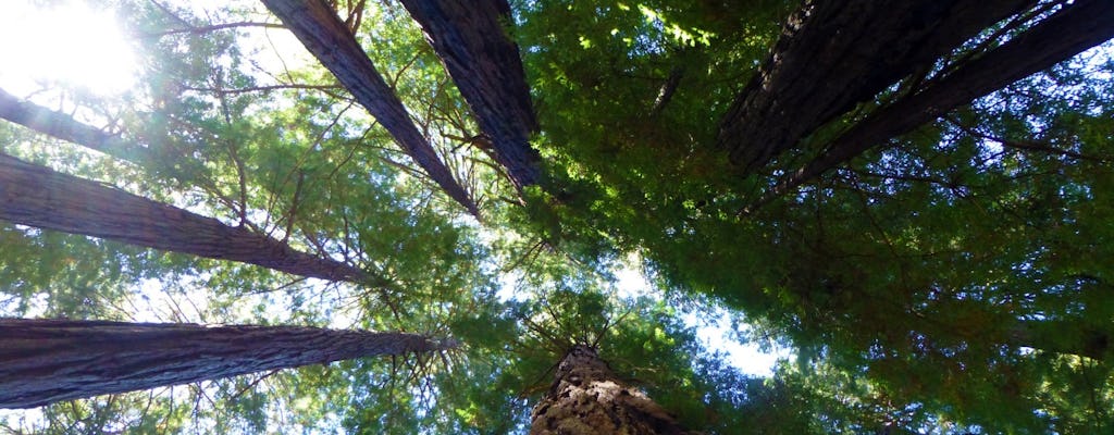 Muir Woods e excursão de meio dia pela região vinícola de São Francisco