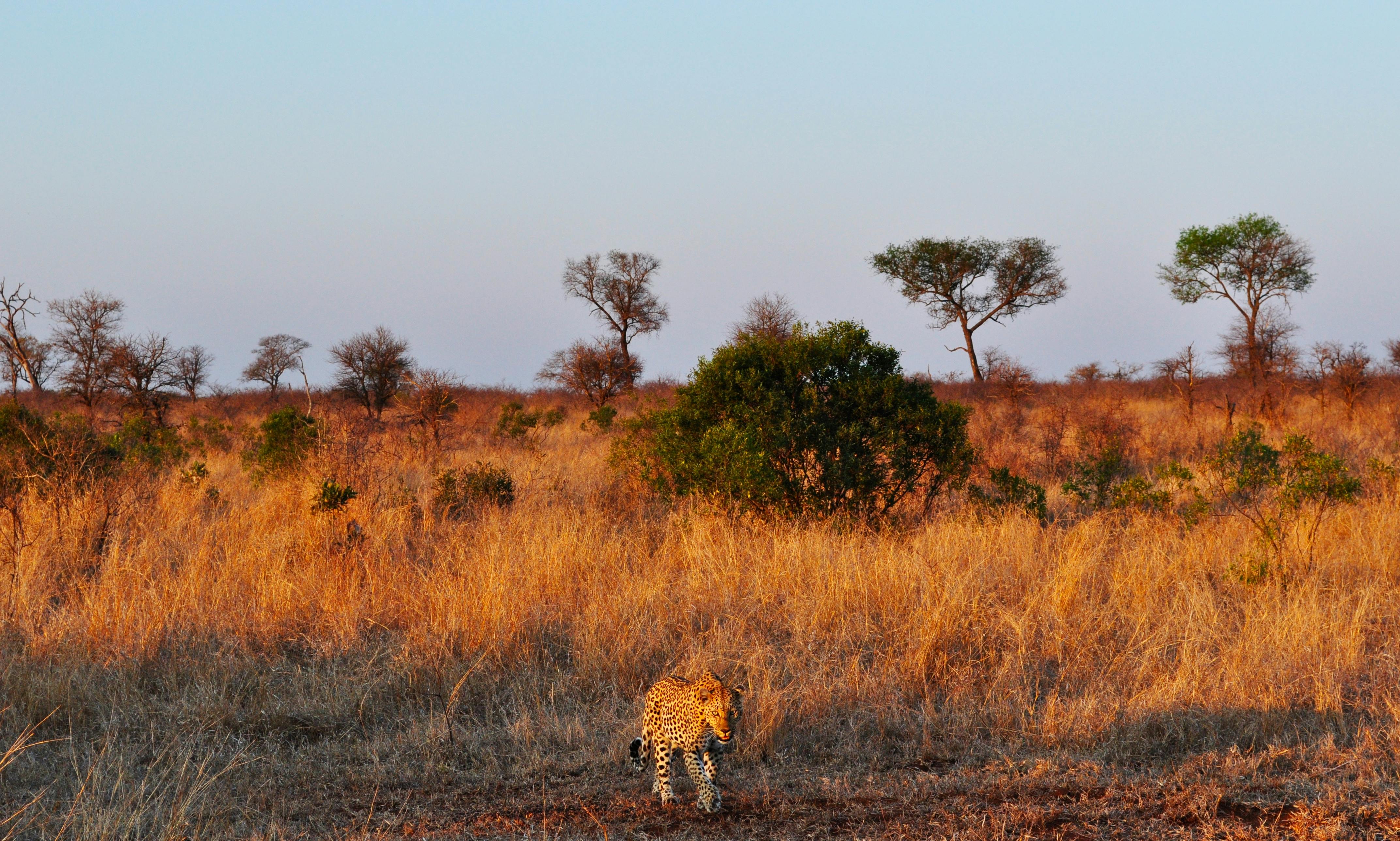 Paul Kruger National Park