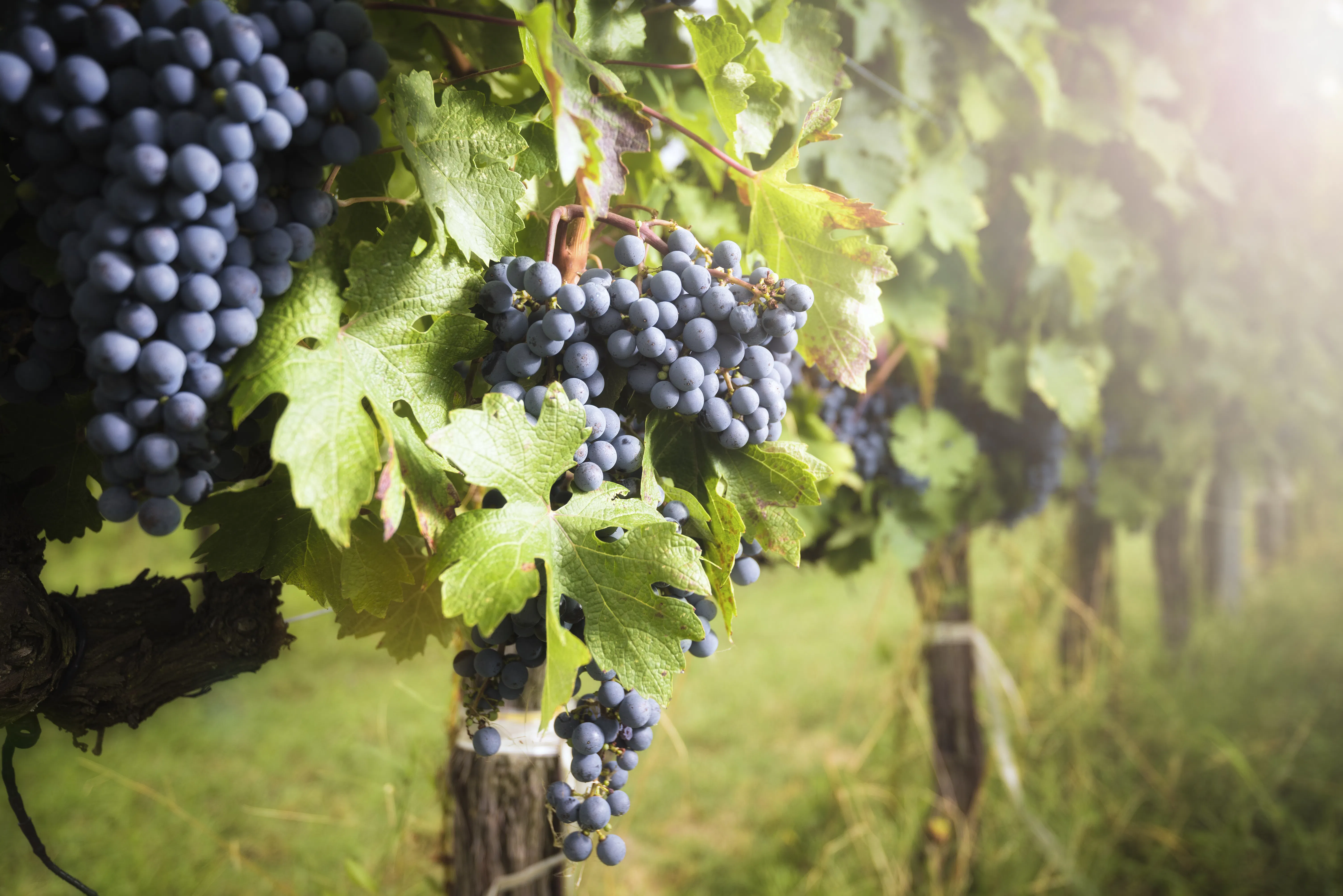 Napa