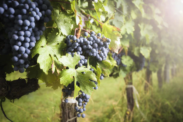 Vale de Napa e Sonoma
