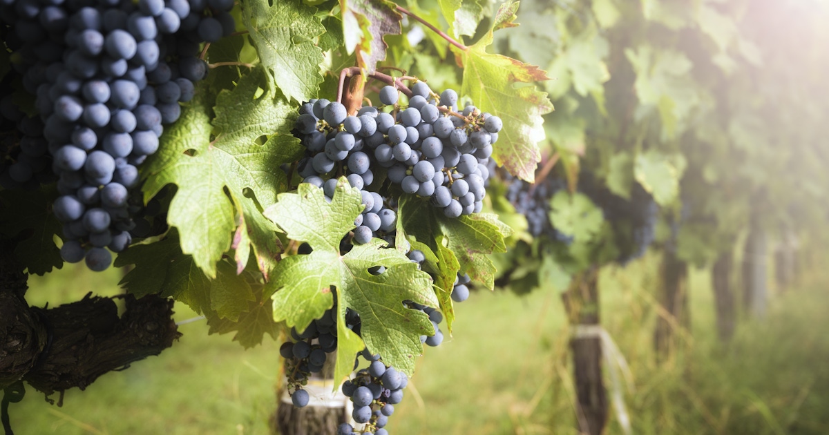 Sonoma and Napa Valley Wine Tours and Experiences Sonoma and Napa Valley Wine Tours and Experiences