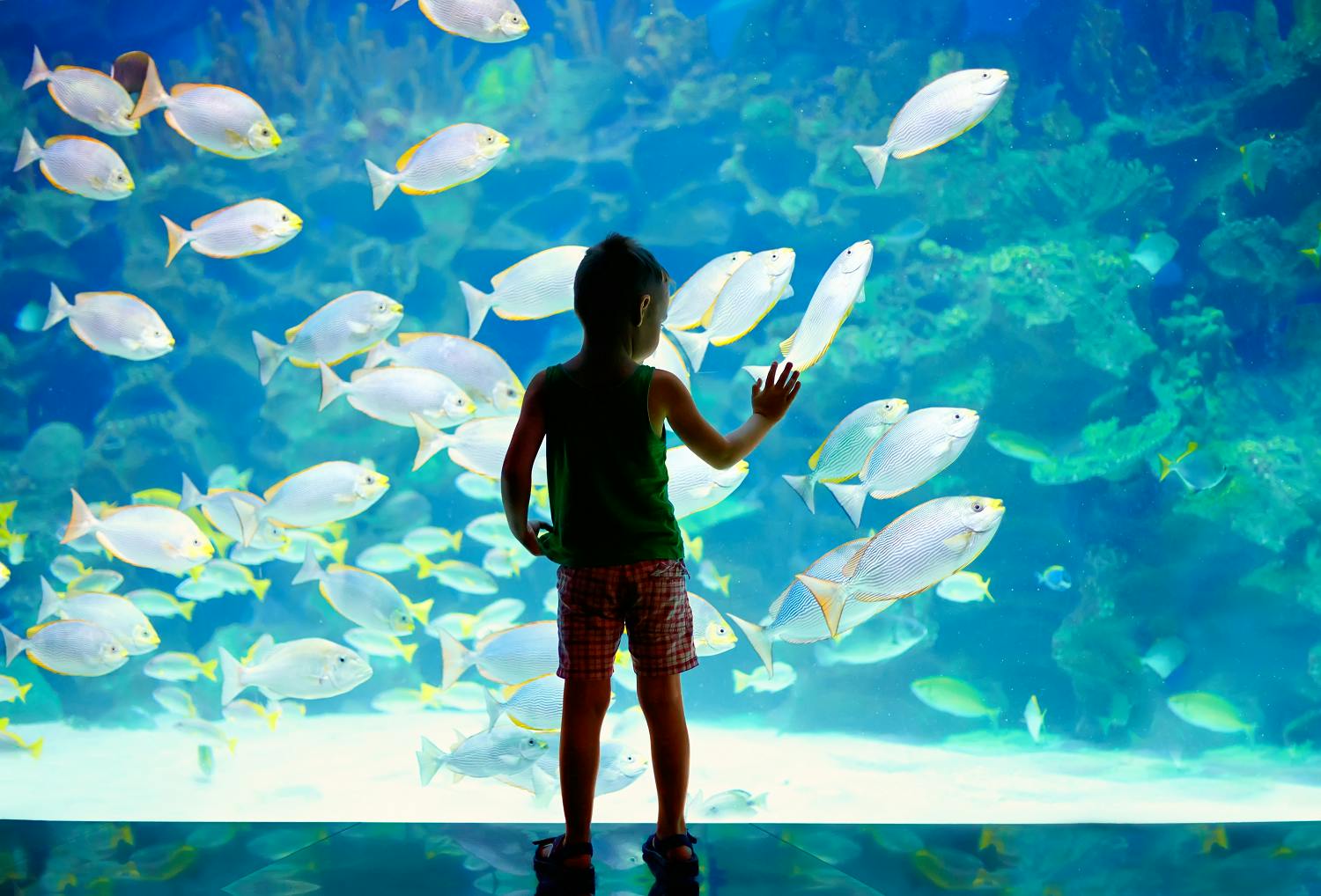 Skip-the-line tickets voor het Oceanografisch Museum van Monaco