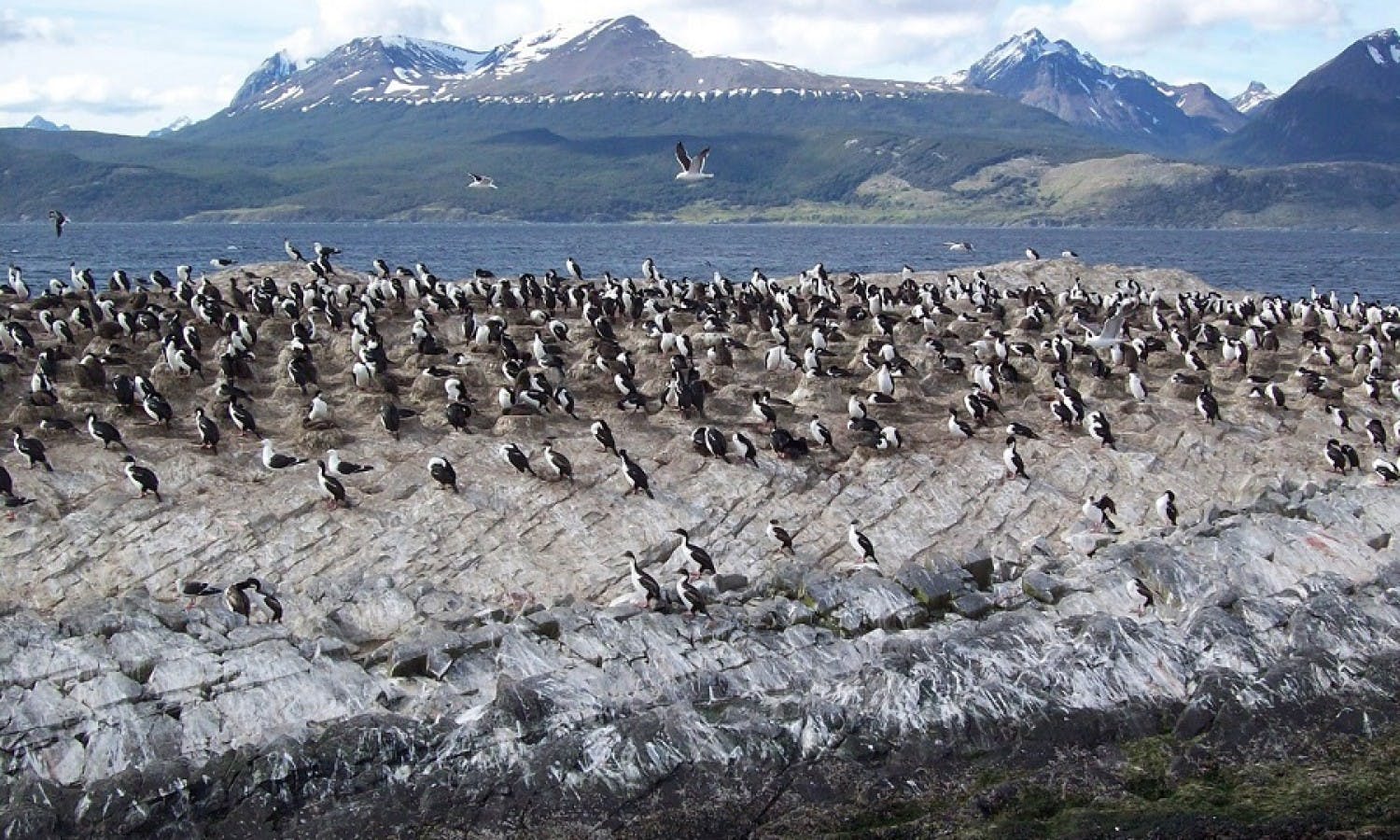 ushuaia catamaran tour