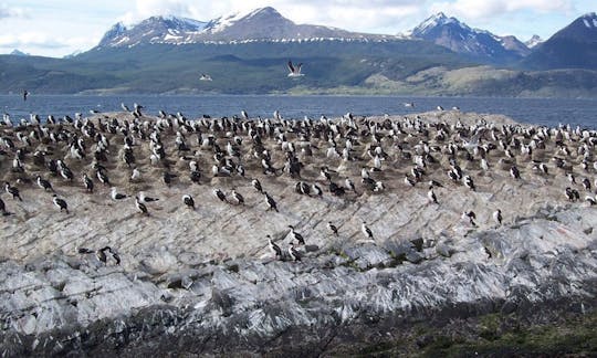 Katamaranausflug von Ushuaia nach Penguin Island und Estancia Harberton