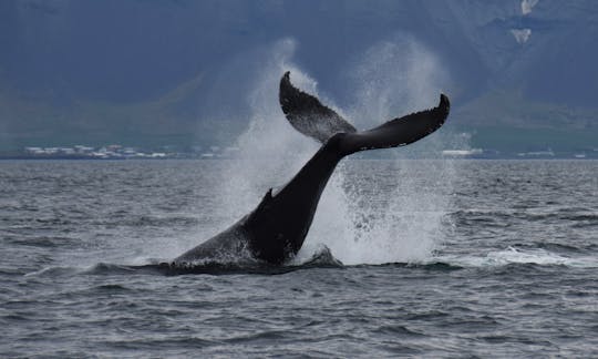 Классика наблюдения за китами из Рейкьявика