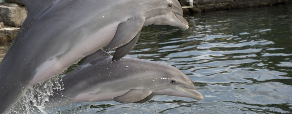Nadar com golfinhos excursão com transporte de Miami