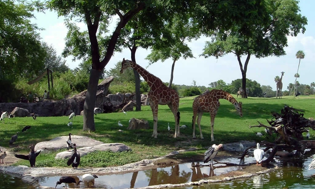 Sea World Busch Gardens 2 Parks 1 Ticket Musement