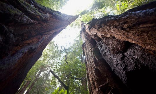 Wycieczka z przewodnikiem po Muir Woods i Sausalito z transportem