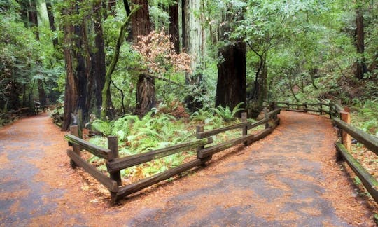 Passeio a Muir Woods e Sausalito com cruzeiro pela baía