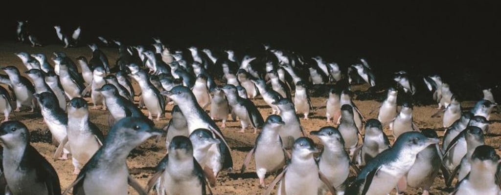 Parade des manchots avec Penguins Plus