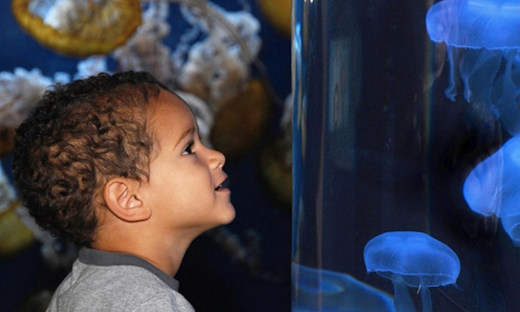 aquarium of the bay tickets discount