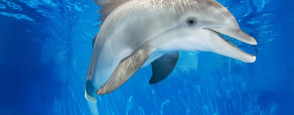 Winter the Dolphin Experience in Clearwater Beach with transportation