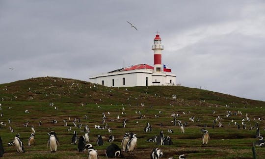 Excursión en barco a la isla Magdalena desde Punta Arenas