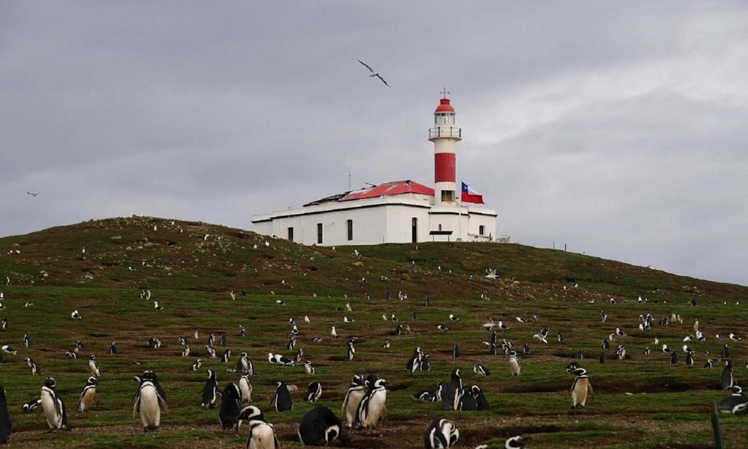 Cruises in Punta Arenas Cruises in Punta Arenas