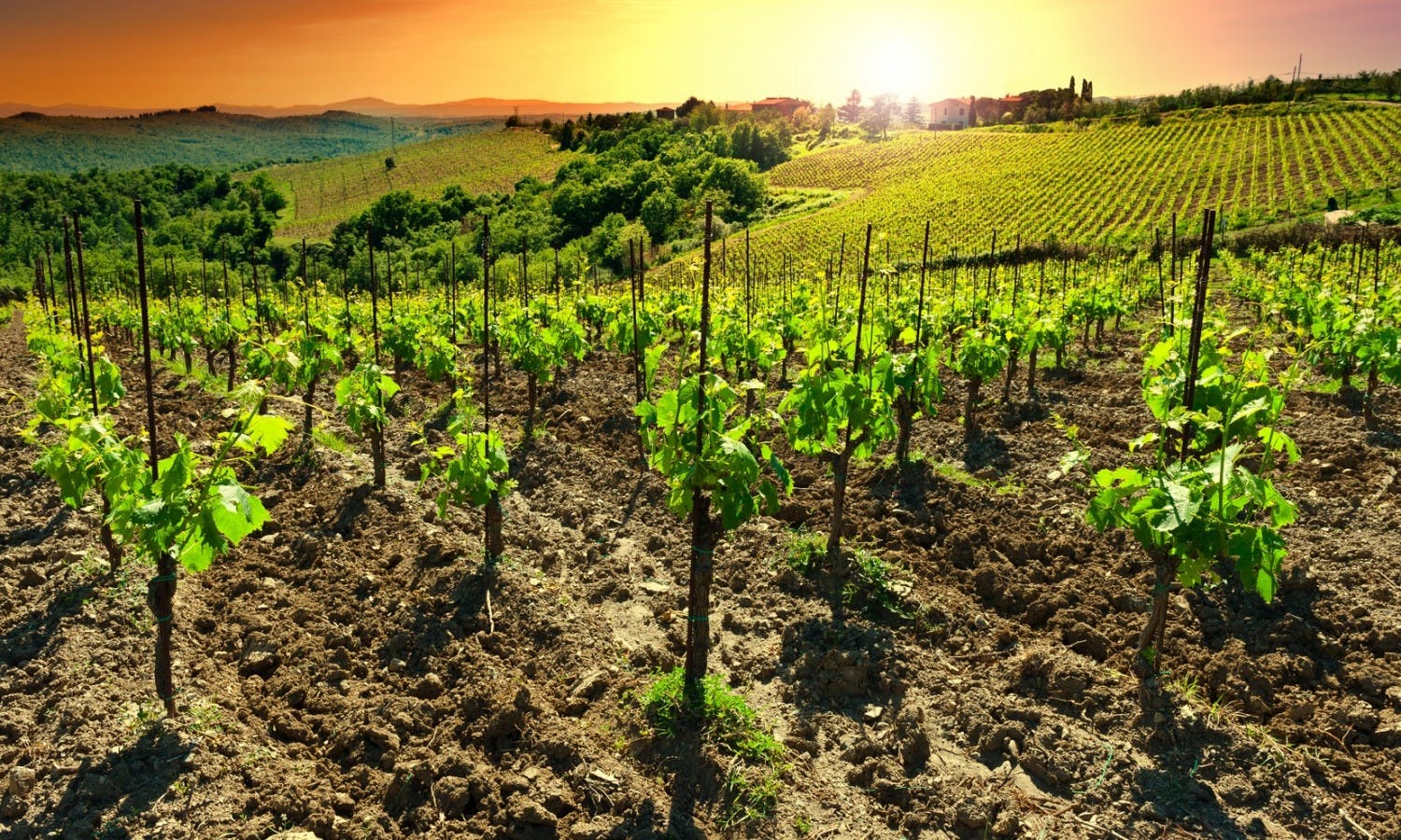 Eten en wijnproeverijen in Toscane