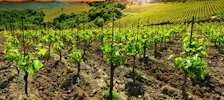 Food and Wine Tasting in Tuscany