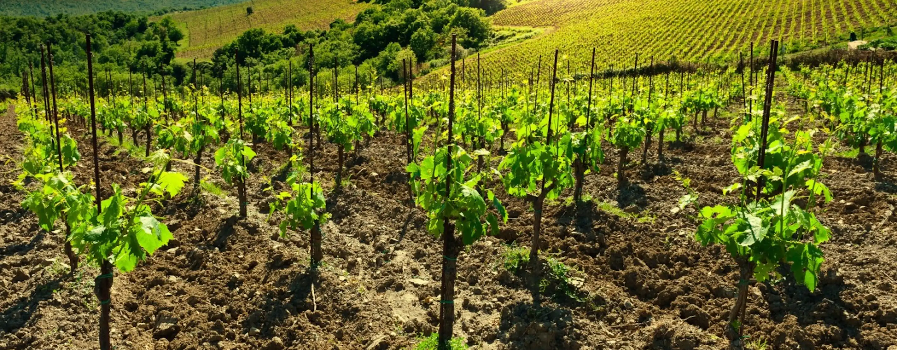 Food and Wine Tasting in Tuscany