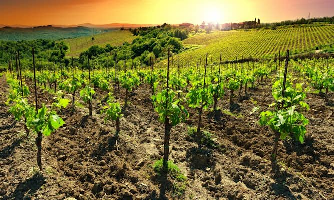 Ruoka- ja viiniretket Toscanassa