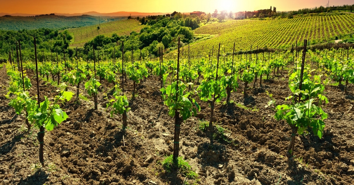 Food and Wine Tasting in Tuscany