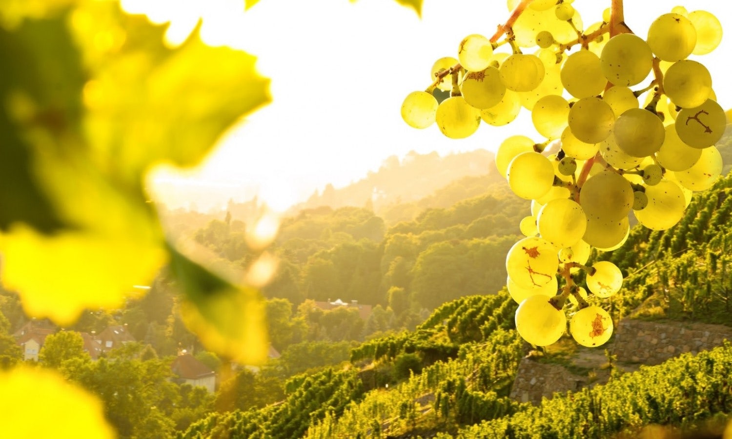 Musement helps you find the best tours and tickets for Food & Wine