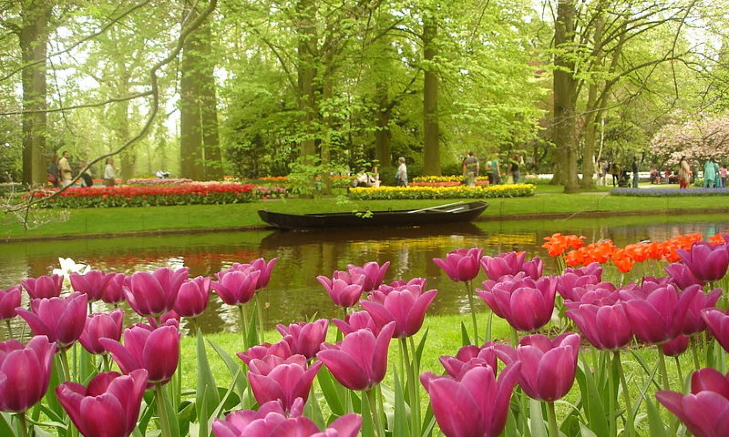 Small-group tour of Keukenhof and tulip fields