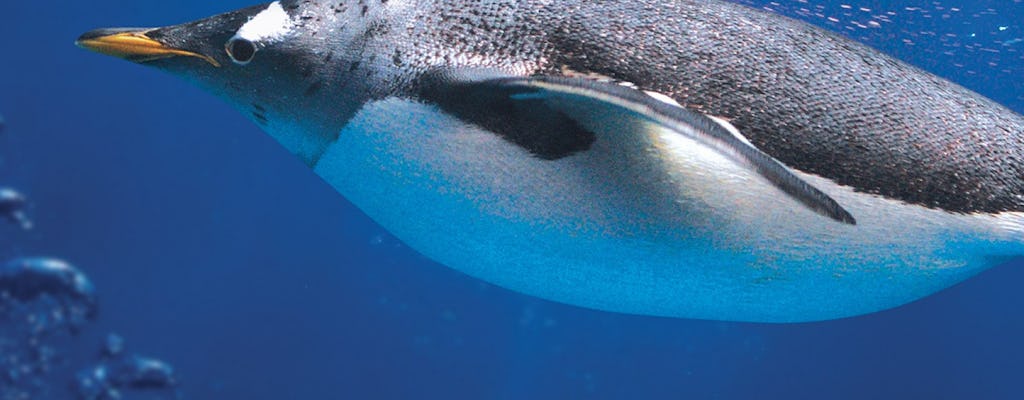 Sea Life London Aquarium: bevorzugter Eintritt und Blick hinter die Kulissen