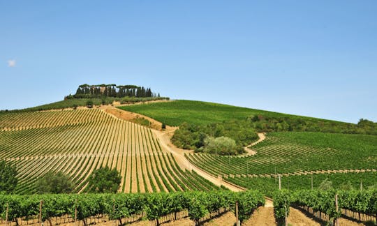 Tour a Carmignano con sommelier, visita di 2 cantine e degustazione di 3 vini