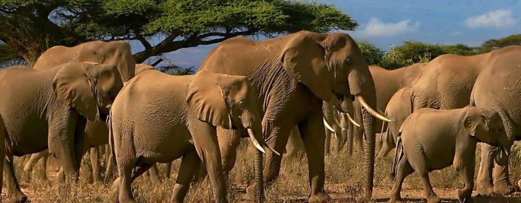 Aktivitäten in Kilimandscharo