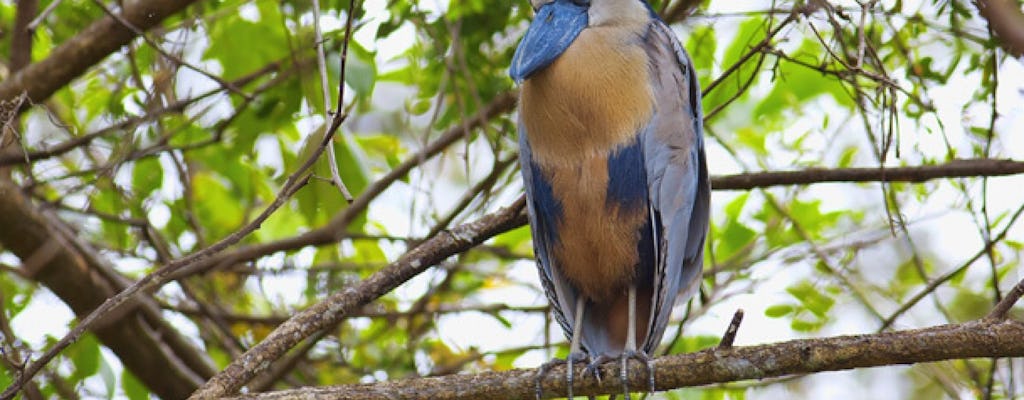 Palo Verde i Tempisque River: Tour From Guanacaste