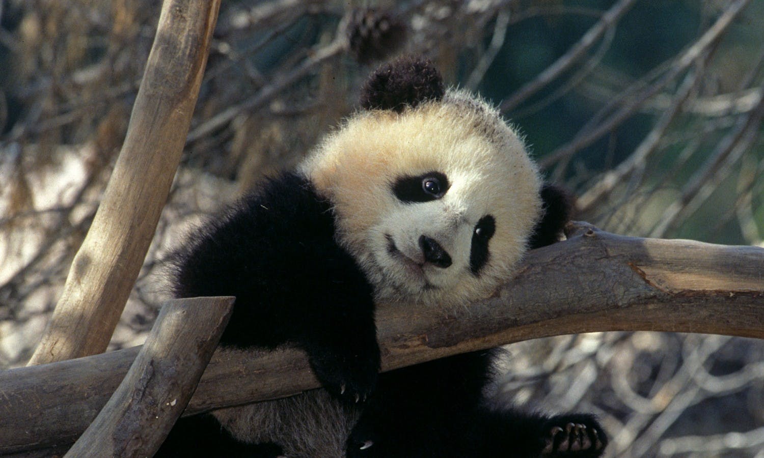 Giant panda  San Diego Zoo Wildlife Explorers