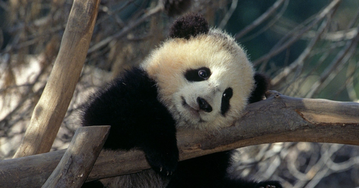 San Diego Zoo Tickets and Passes San Diego Zoo Tickets and Passes