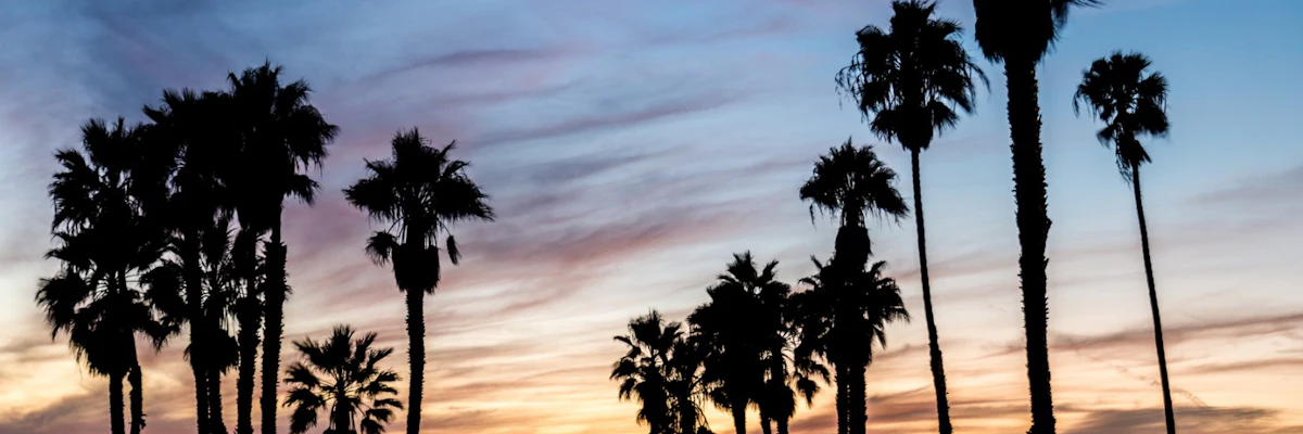 Santa Monica palm trees at sunset (Musement cover image)