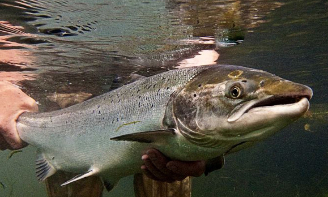 Guided fly fishing in Scotland musement