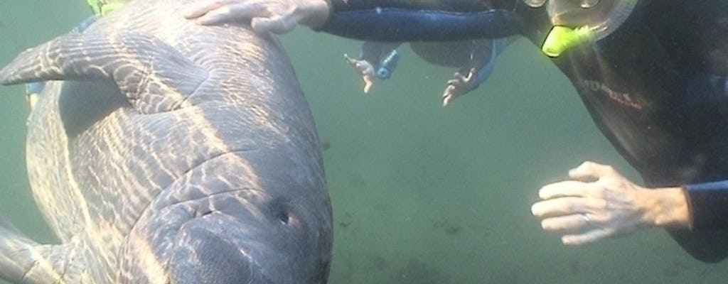 Schwimmen Sie mit Manatees Tagesausflug von Orlando