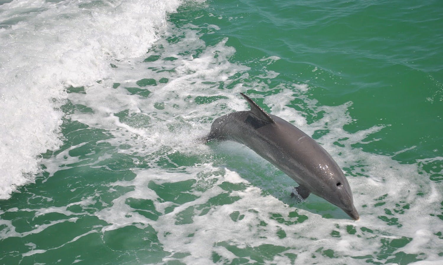 Clearwater Beach: rejs łodzią z delfinami z kartą upominkową na lunch