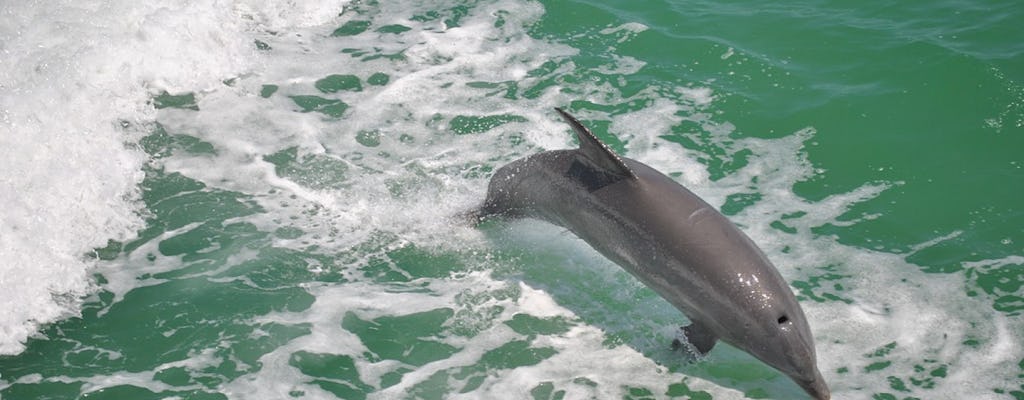 Clearwater Beach: dolphin encounter boat cruise with lunch