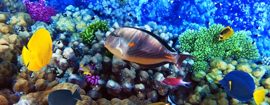 Experiences in Hurghada