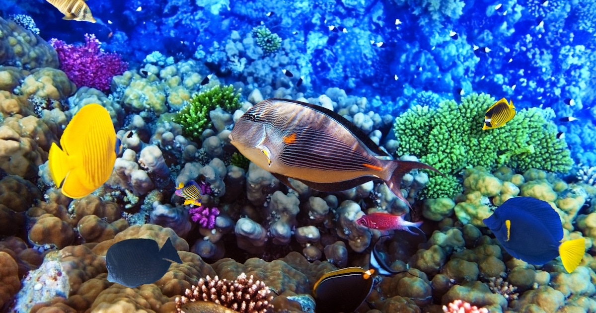 Things to do in Hurghada : Museums and attractions