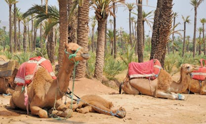 Прогулка на верблюдах в Пальмовой роще Марракеша