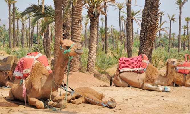 Kameelrit in het palmenbos van Marrakech