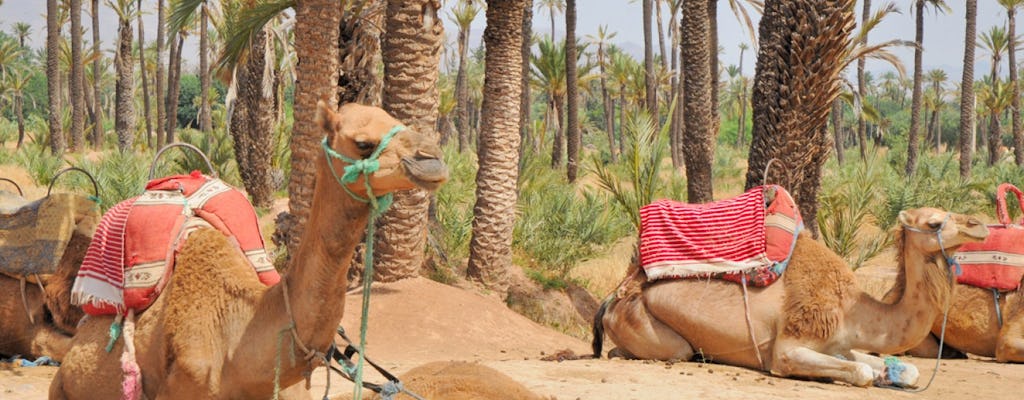 Kameelrit in het palmenbos van Marrakech