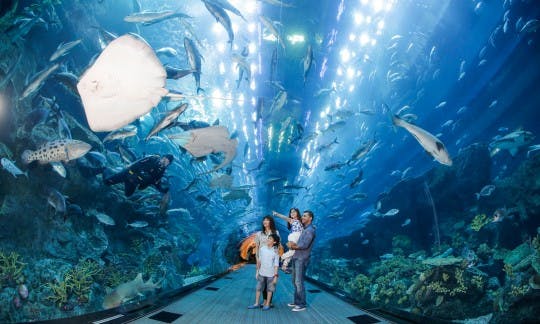 Image Result For Aquarium Tickets Image Result For Aquarium Tickets