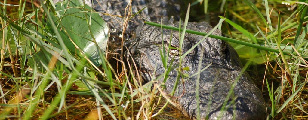 Tour de aventura en hidrodeslizador por los Everglades con transporte