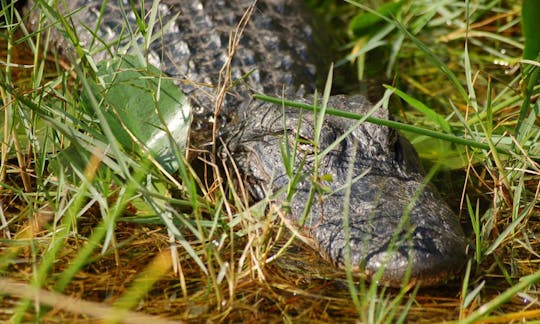 Tour de aventura en hidrodeslizador por los Everglades con transporte