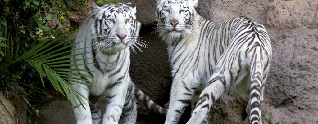 Loro Parque: tickets and bus transfer