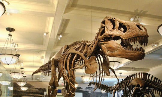 Billets pour l'American Museum of Natural History