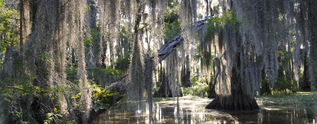 Guided swamp and bayou boat tour